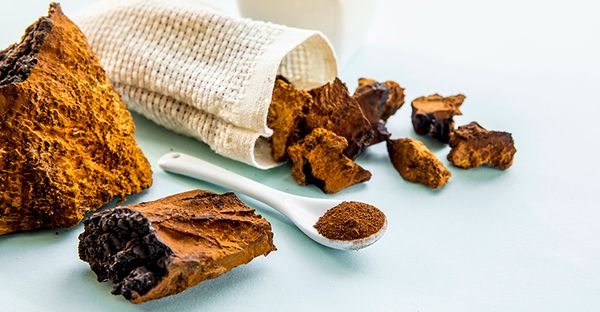 The Superfood Properties of Chaga Mushrooms