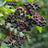 Elderberry