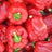 Red Peppers