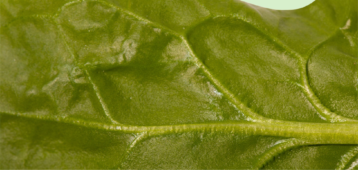 A close-up of the bottom of a basil leaf, focusing on the veins.