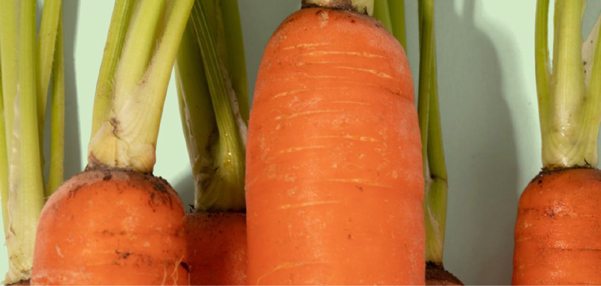 A close-up of the top of three carrots