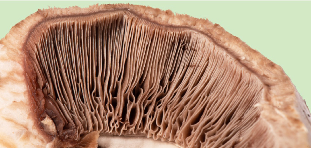 A close-up of the gills on the underside of a shitake mushroom