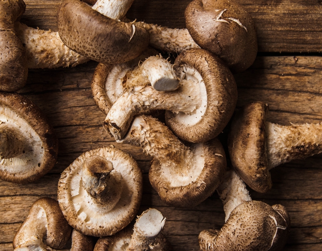 pile of mushrooms