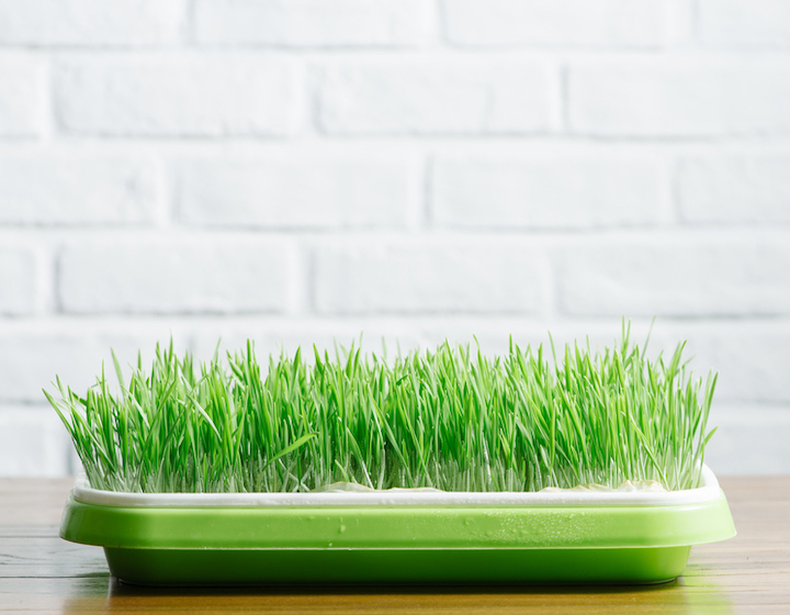 Living up to its superfood status, wheatgrass boasts antioxidant, antibacterial, AND anti-inflammatory properties. Talk about a triple threat. 